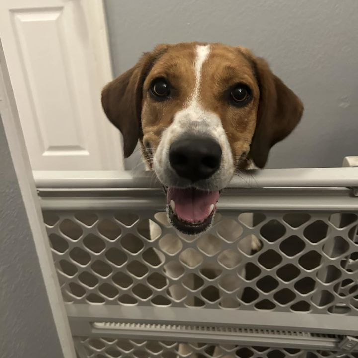 Great pyrenees treeing 2024 walker coonhound mix