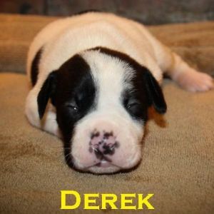 Derek