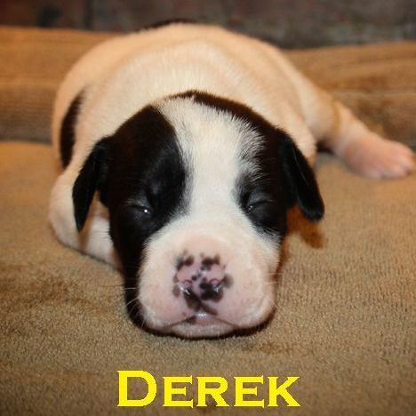 Derek 1