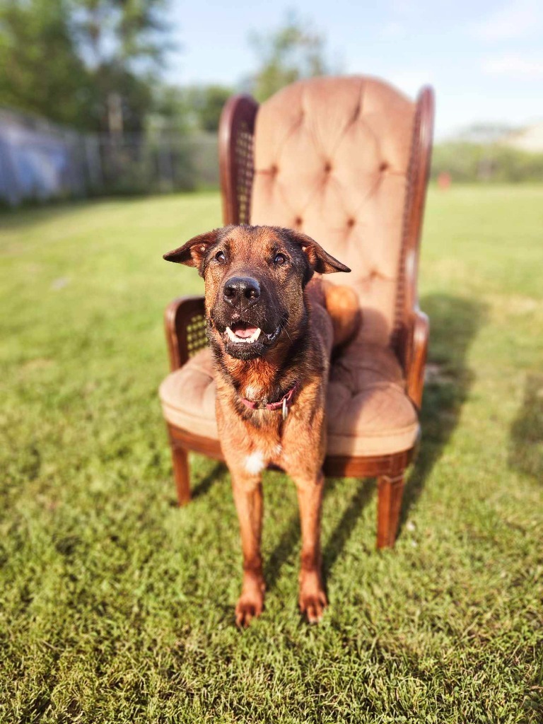 Peyton, an adoptable Mixed Breed, Shepherd in Sprakers, NY, 12166 | Photo Image 1