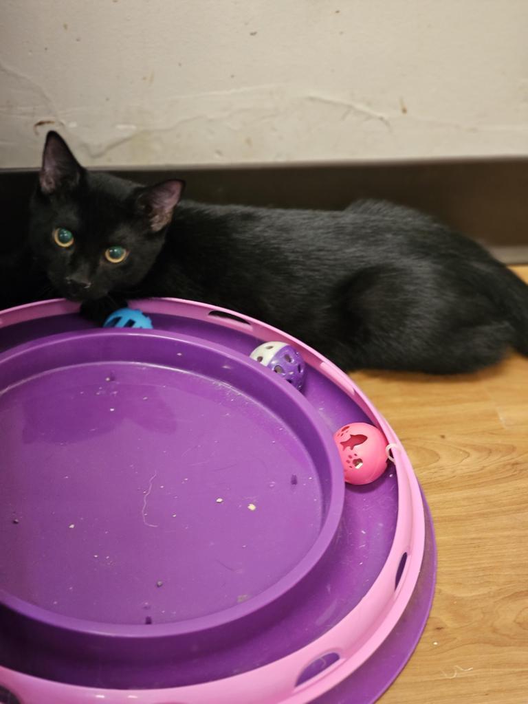Terry, an adoptable Domestic Short Hair in Sprakers, NY, 12166 | Photo Image 1
