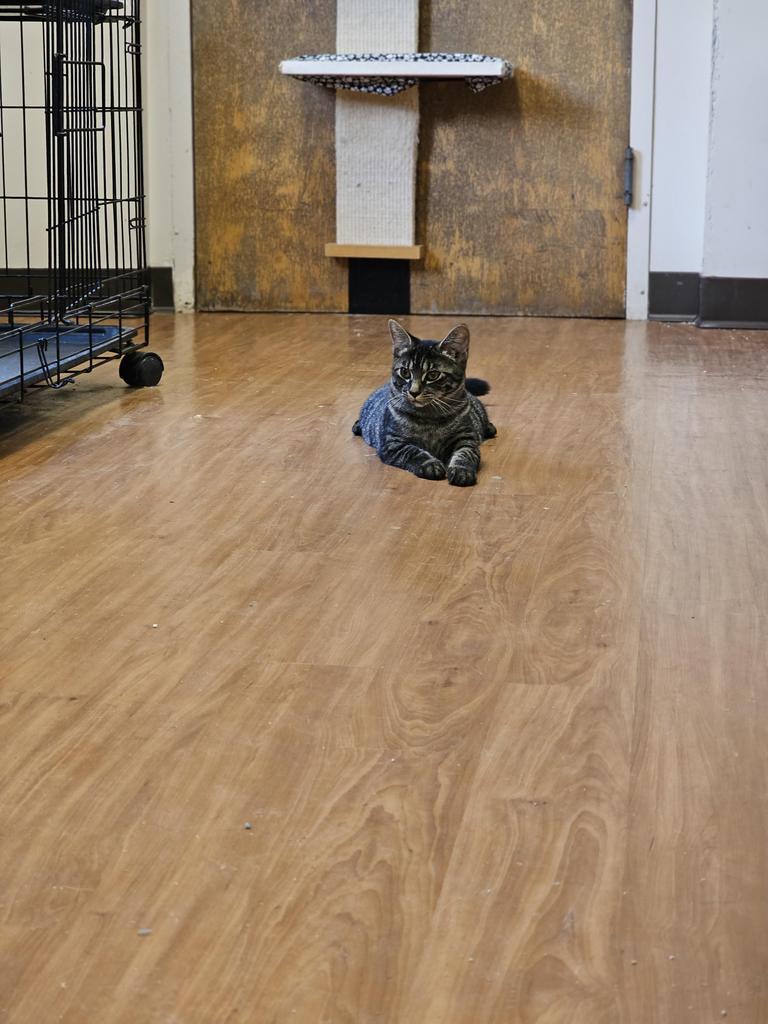 Caroline, an adoptable Domestic Short Hair in Sprakers, NY, 12166 | Photo Image 2