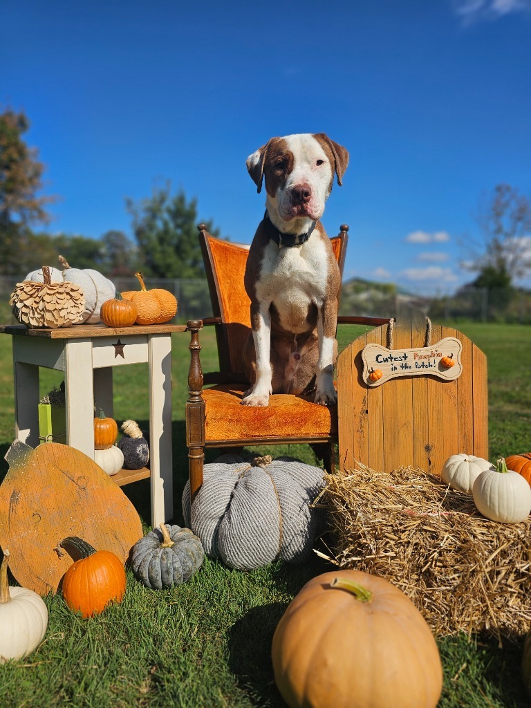 Carlos, an adoptable Pit Bull Terrier in Sprakers, NY, 12166 | Photo Image 1