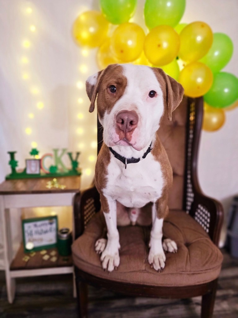 Carlos, an adoptable Pit Bull Terrier in Sprakers, NY, 12166 | Photo Image 1