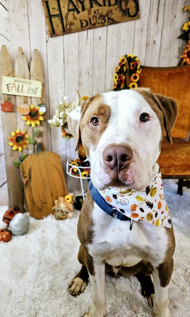 Carlos, an adoptable Pit Bull Terrier in Sprakers, NY, 12166 | Photo Image 2