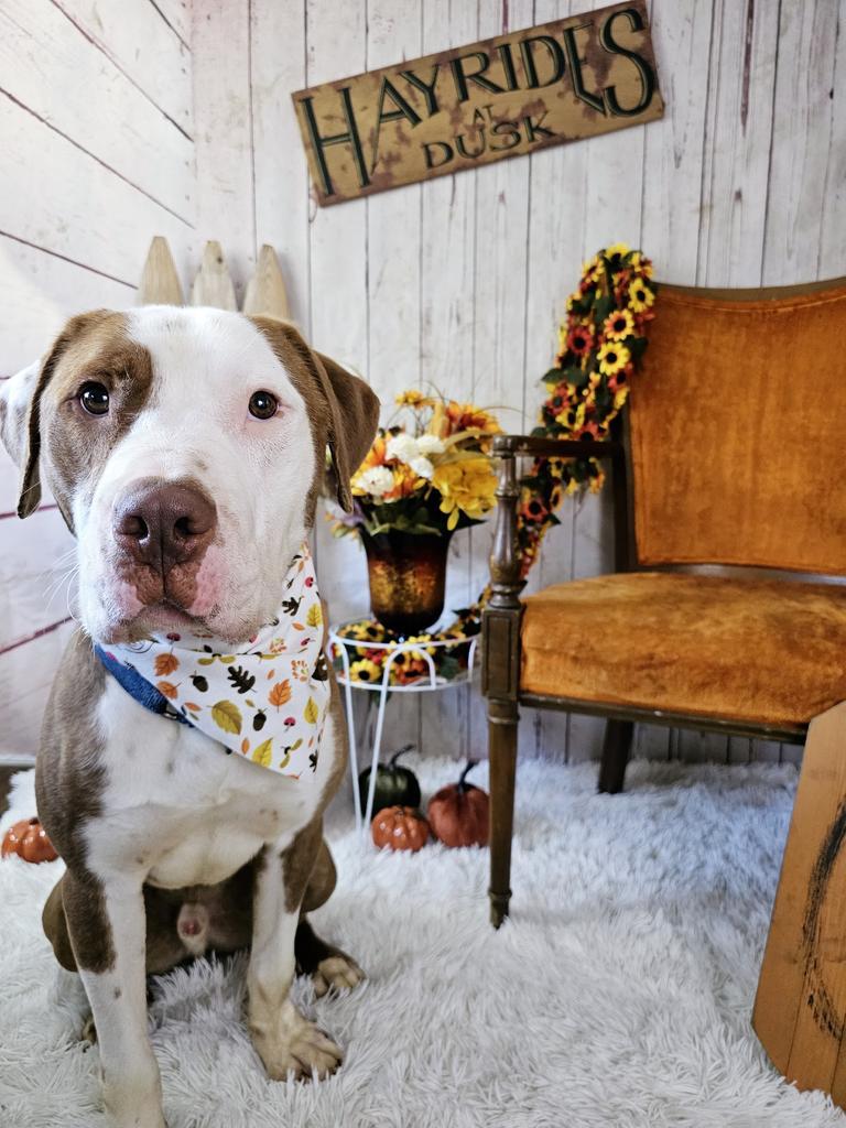 Carlos, an adoptable Pit Bull Terrier in Sprakers, NY, 12166 | Photo Image 3