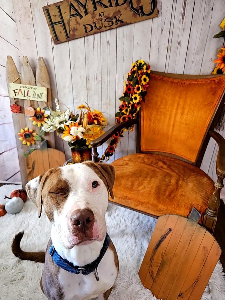 Carlos, an adoptable Pit Bull Terrier in Sprakers, NY, 12166 | Photo Image 4