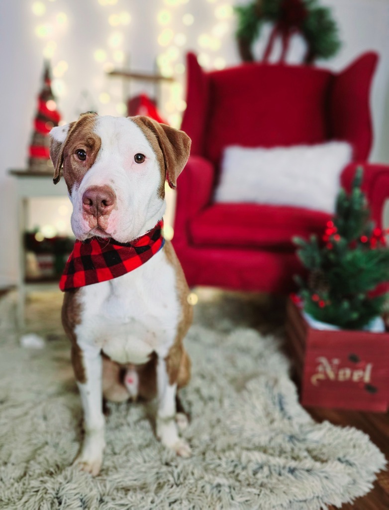 Carlos, an adoptable Pit Bull Terrier in Sprakers, NY, 12166 | Photo Image 5