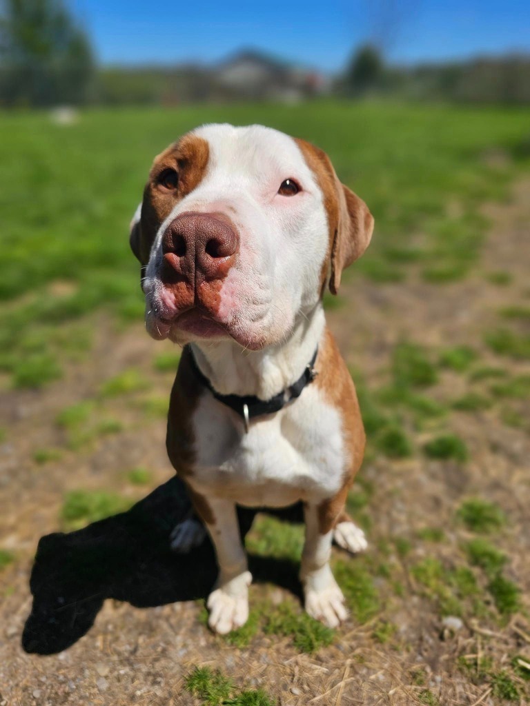 Carlos, an adoptable Pit Bull Terrier in Sprakers, NY, 12166 | Photo Image 6