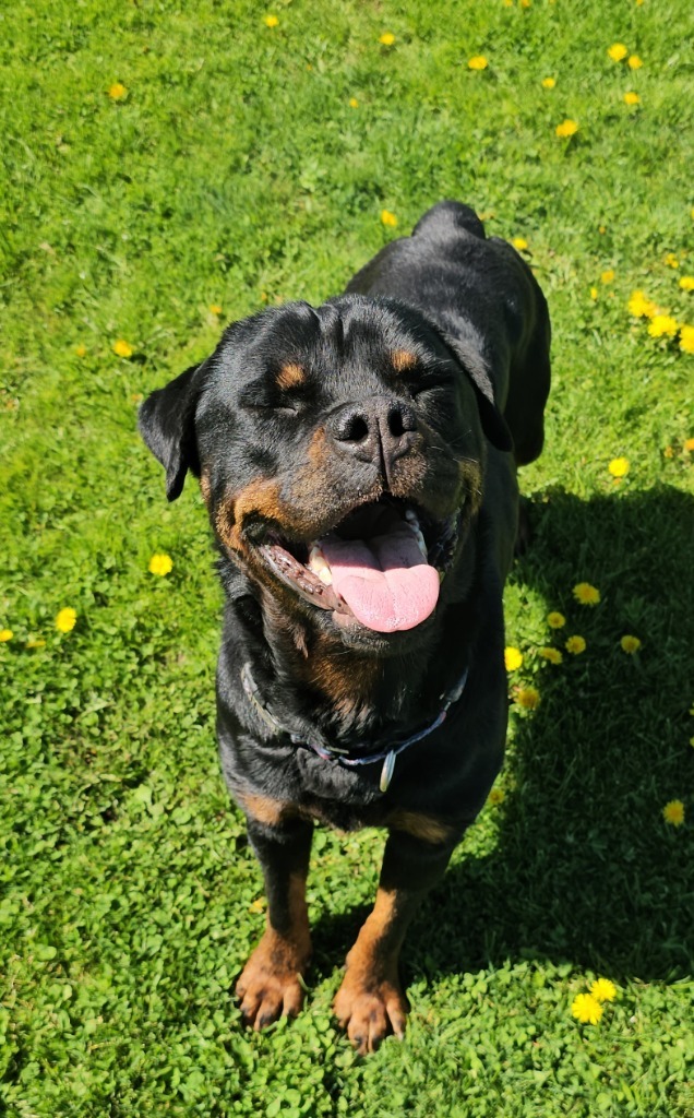 Cindy Lou, an adoptable Rottweiler in Sprakers, NY, 12166 | Photo Image 1