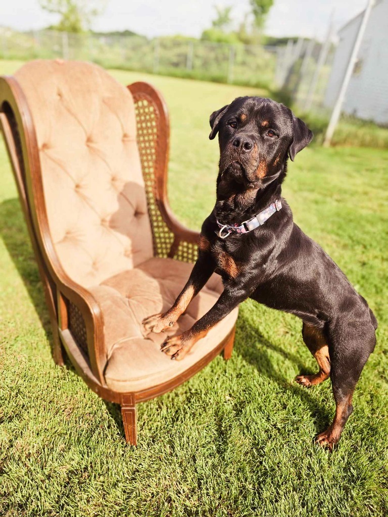 Cindy Lou, an adoptable Rottweiler in Sprakers, NY, 12166 | Photo Image 1