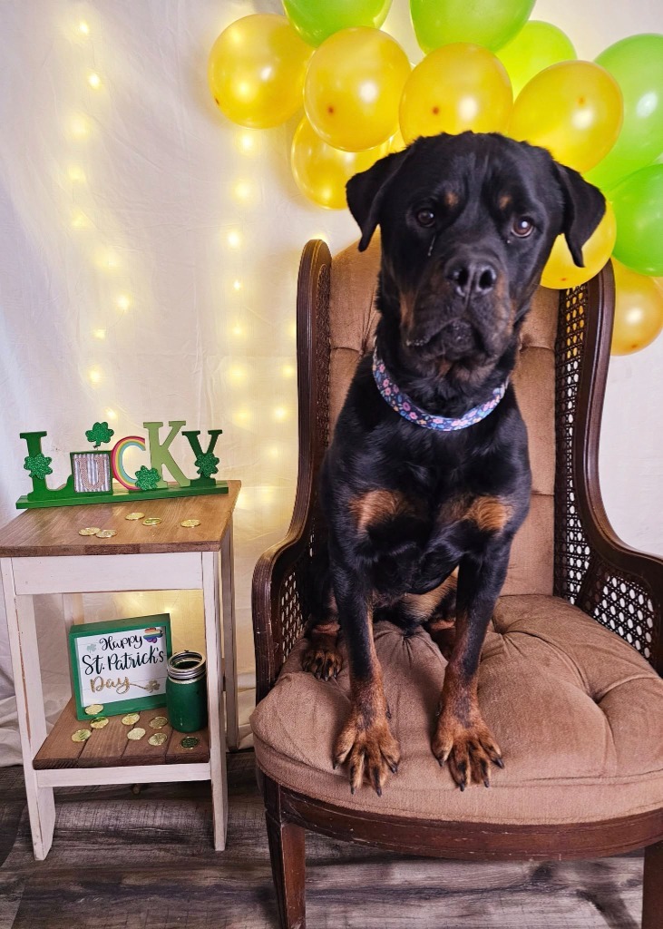 Cindy Lou, an adoptable Rottweiler in Sprakers, NY, 12166 | Photo Image 1