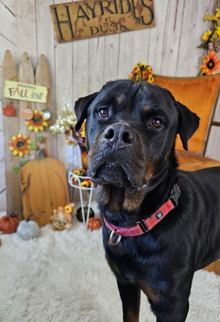 Cindy Lou, an adoptable Rottweiler in Sprakers, NY, 12166 | Photo Image 2