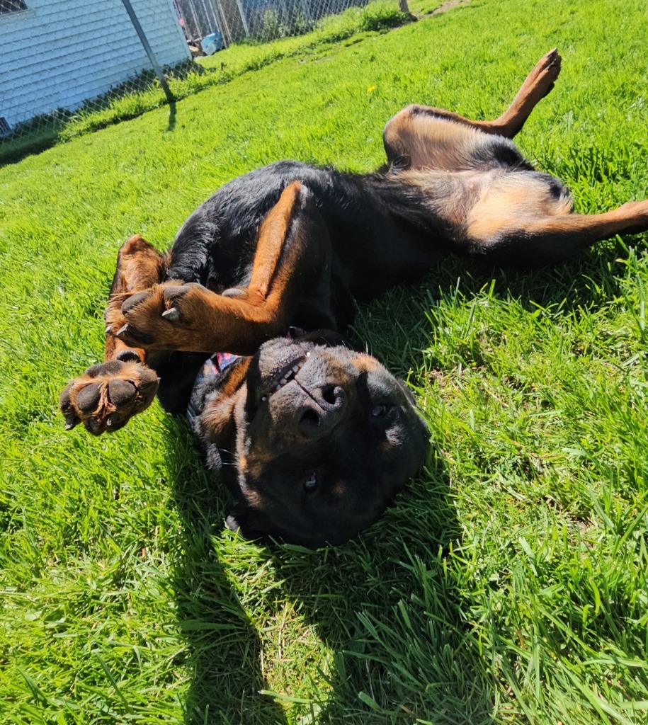 Cindy Lou, an adoptable Rottweiler in Sprakers, NY, 12166 | Photo Image 4