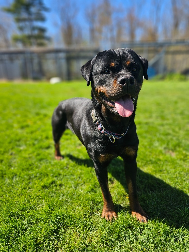 Cindy Lou, an adoptable Rottweiler in Sprakers, NY, 12166 | Photo Image 5