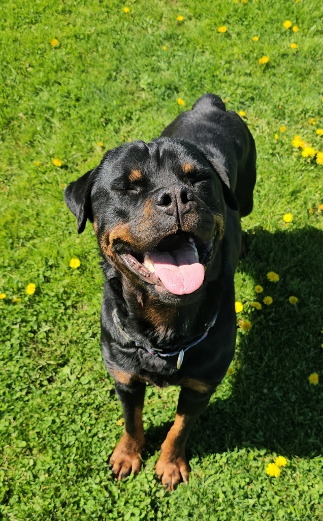 Cindy Lou, an adoptable Rottweiler in Sprakers, NY, 12166 | Photo Image 6