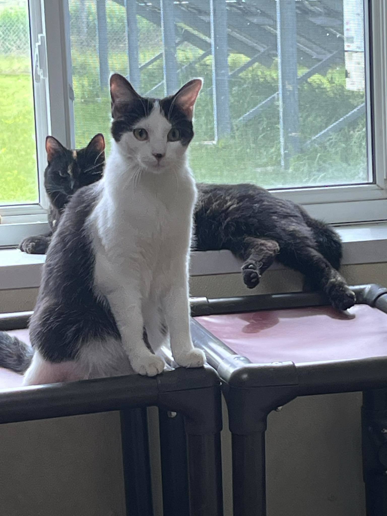 Ackston, an adoptable Domestic Short Hair in Austin, MN, 55912 | Photo Image 1