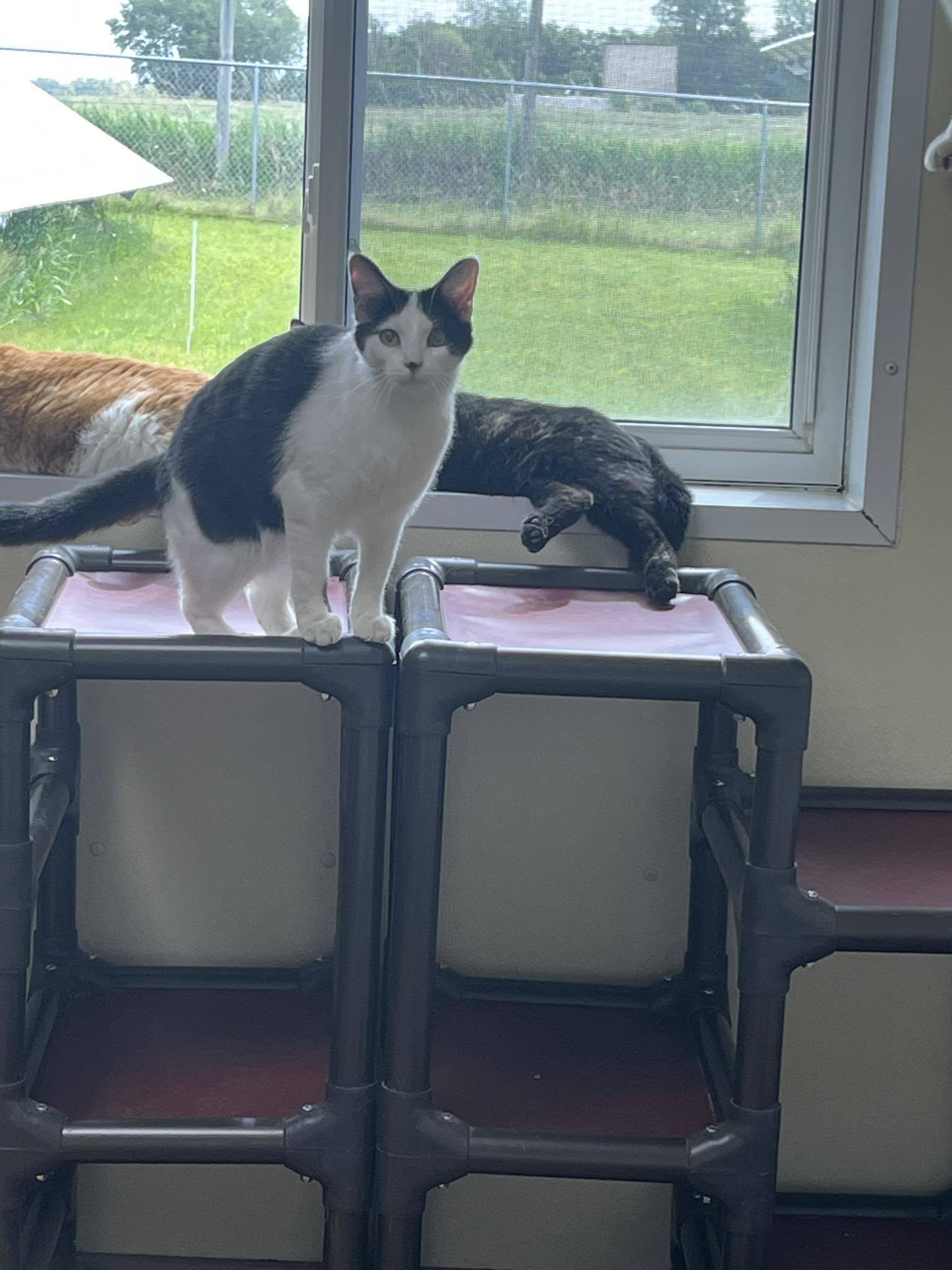 Ackston, an adoptable Domestic Short Hair in Austin, MN, 55912 | Photo Image 2