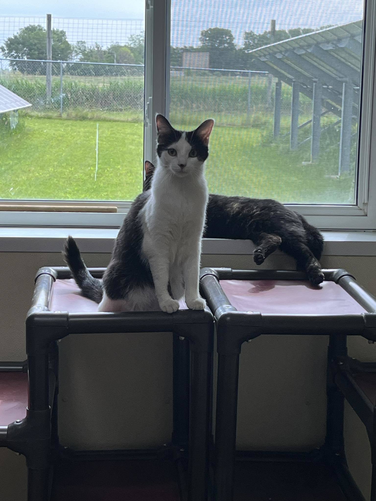 Ackston, an adoptable Domestic Short Hair in Austin, MN, 55912 | Photo Image 3