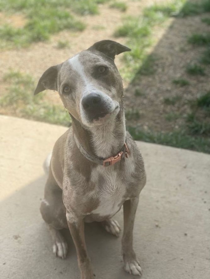 Dog for adoption - Henrietta, a Whippet & Catahoula Leopard Dog Mix in