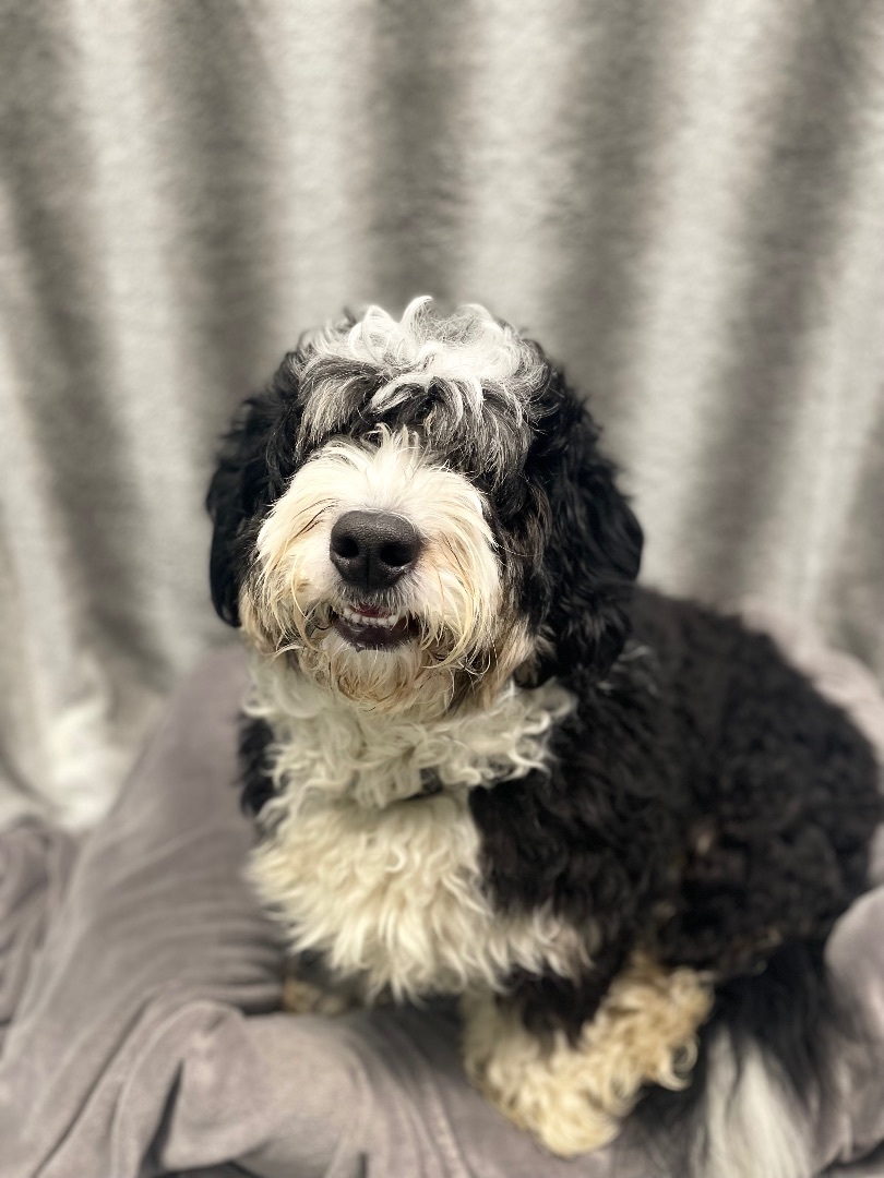 Snickers, an adoptable Bernedoodle in Tinley Park, IL, 60477 | Photo Image 2