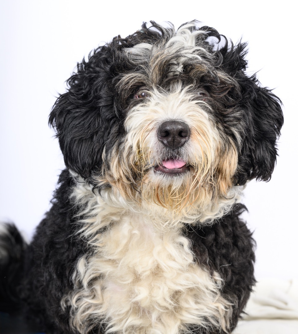 Snickers, an adoptable Bernedoodle in Tinley Park, IL, 60477 | Photo Image 1