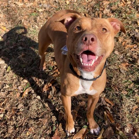 Millie, an adoptable Pit Bull Terrier, Mixed Breed in Spring Hill, KS, 66083 | Photo Image 1