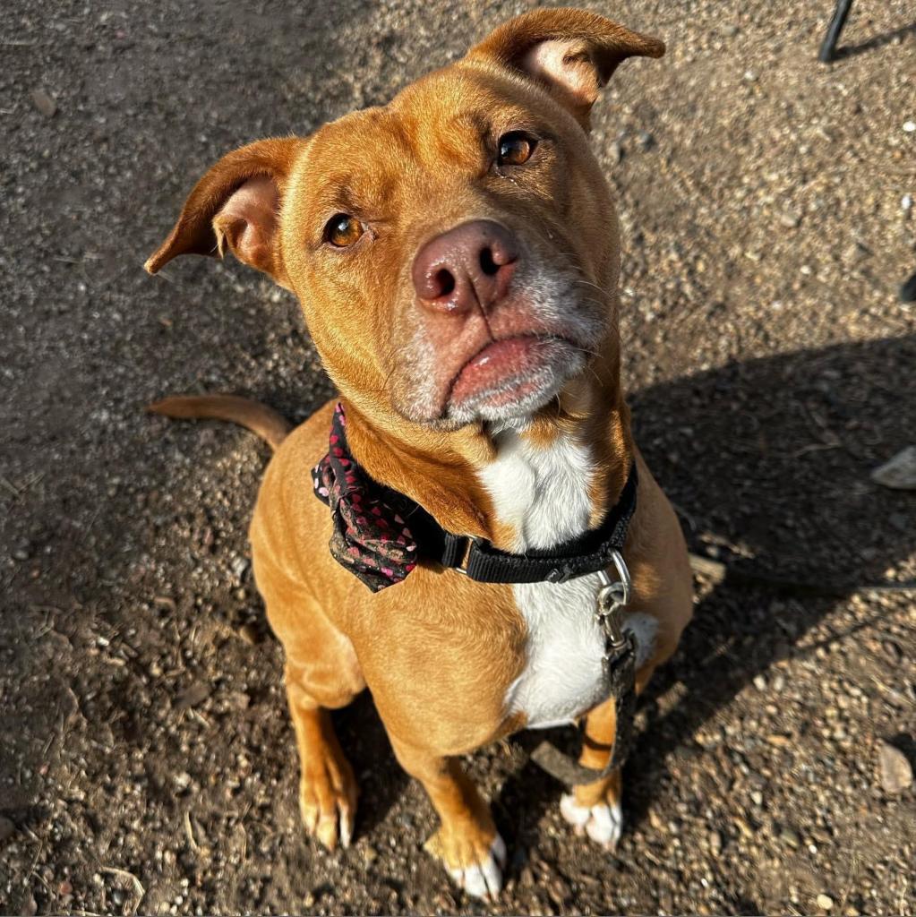 Millie, an adoptable Pit Bull Terrier, Mixed Breed in Spring Hill, KS, 66083 | Photo Image 1