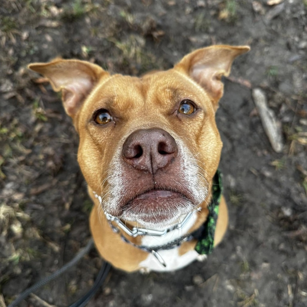 Millie, an adoptable Pit Bull Terrier, Mixed Breed in Spring Hill, KS, 66083 | Photo Image 1