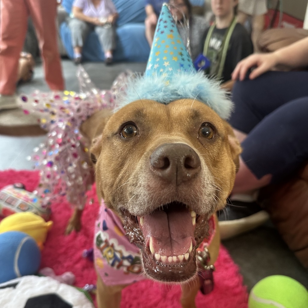Millie, an adoptable Pit Bull Terrier, Mixed Breed in Spring Hill, KS, 66083 | Photo Image 1