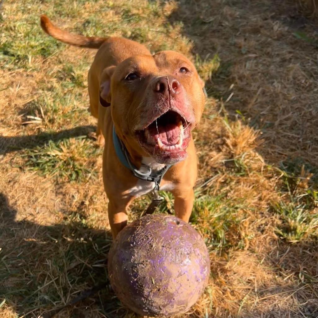 Millie, an adoptable Pit Bull Terrier, Mixed Breed in Spring Hill, KS, 66083 | Photo Image 6