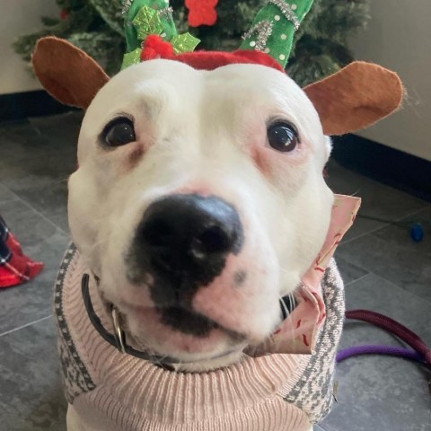 Joy, an adoptable Pit Bull Terrier in Spring Hill, KS, 66083 | Photo Image 1