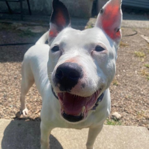 Joy, an adoptable Pit Bull Terrier in Spring Hill, KS, 66083 | Photo Image 2