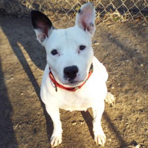 Joy, an adoptable Pit Bull Terrier in Spring Hill, KS, 66083 | Photo Image 3