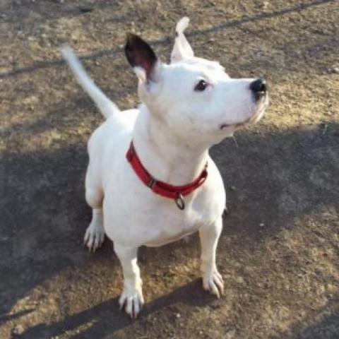 Joy, an adoptable Pit Bull Terrier in Spring Hill, KS, 66083 | Photo Image 4