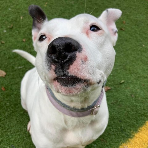 Joy, an adoptable Pit Bull Terrier in Spring Hill, KS, 66083 | Photo Image 5