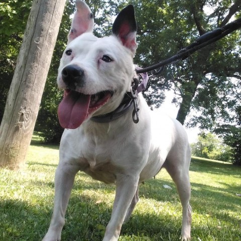 Joy, an adoptable Pit Bull Terrier in Spring Hill, KS, 66083 | Photo Image 6