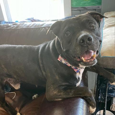 Duke, an adoptable Black Labrador Retriever, English Bulldog in Spring Hill, KS, 66083 | Photo Image 2