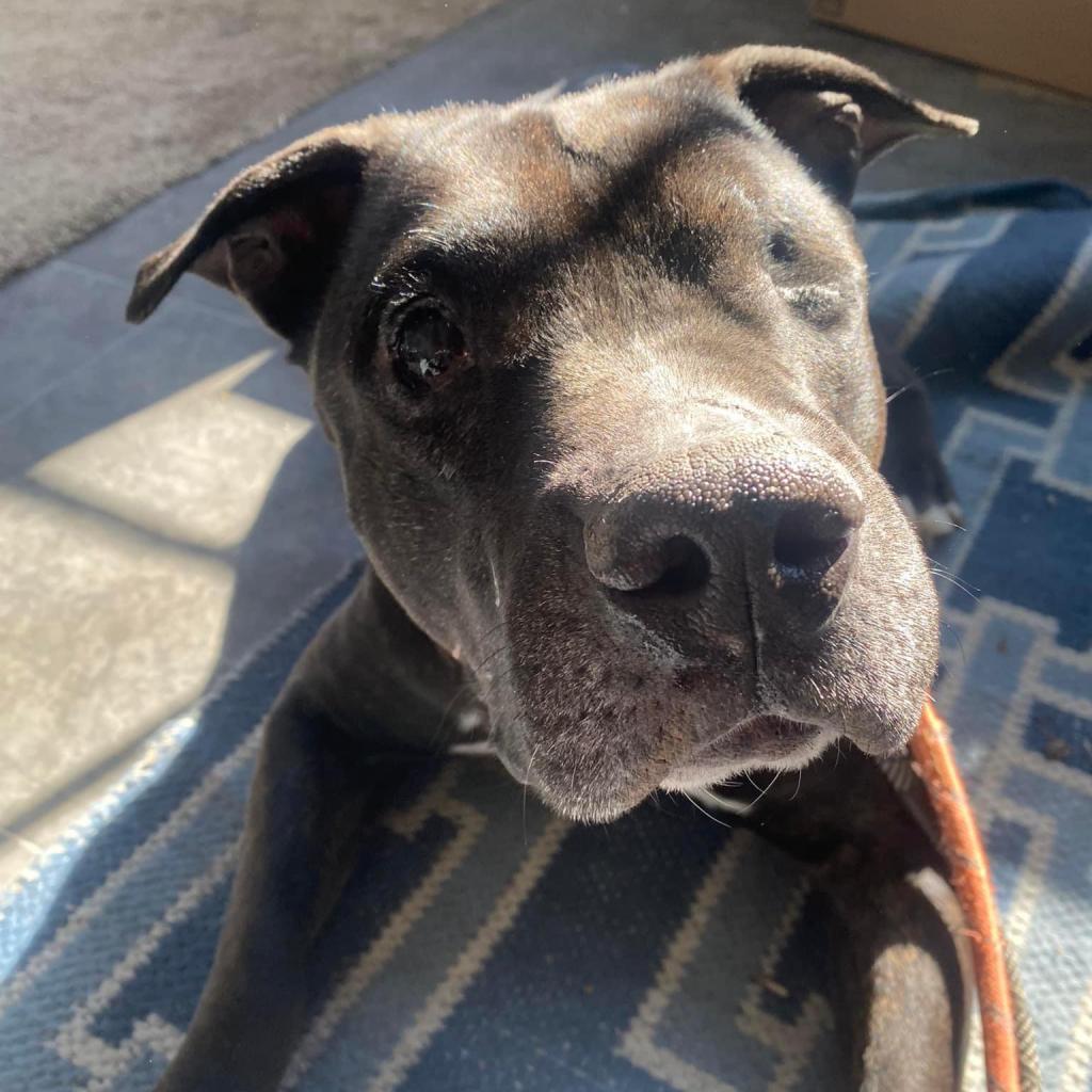 Duke, an adoptable Black Labrador Retriever, English Bulldog in Spring Hill, KS, 66083 | Photo Image 2