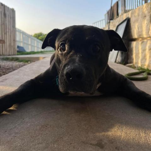 Duke, an adoptable Black Labrador Retriever, English Bulldog in Spring Hill, KS, 66083 | Photo Image 3