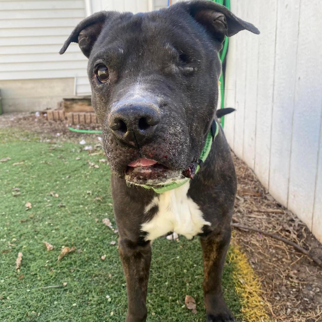 Duke, an adoptable Black Labrador Retriever, English Bulldog in Spring Hill, KS, 66083 | Photo Image 3
