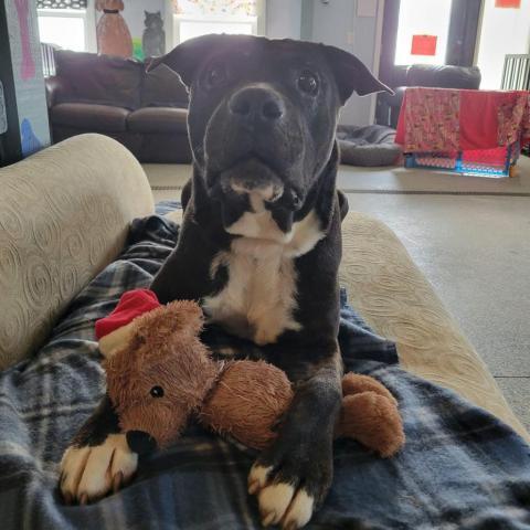 Duke, an adoptable Black Labrador Retriever, English Bulldog in Spring Hill, KS, 66083 | Photo Image 4