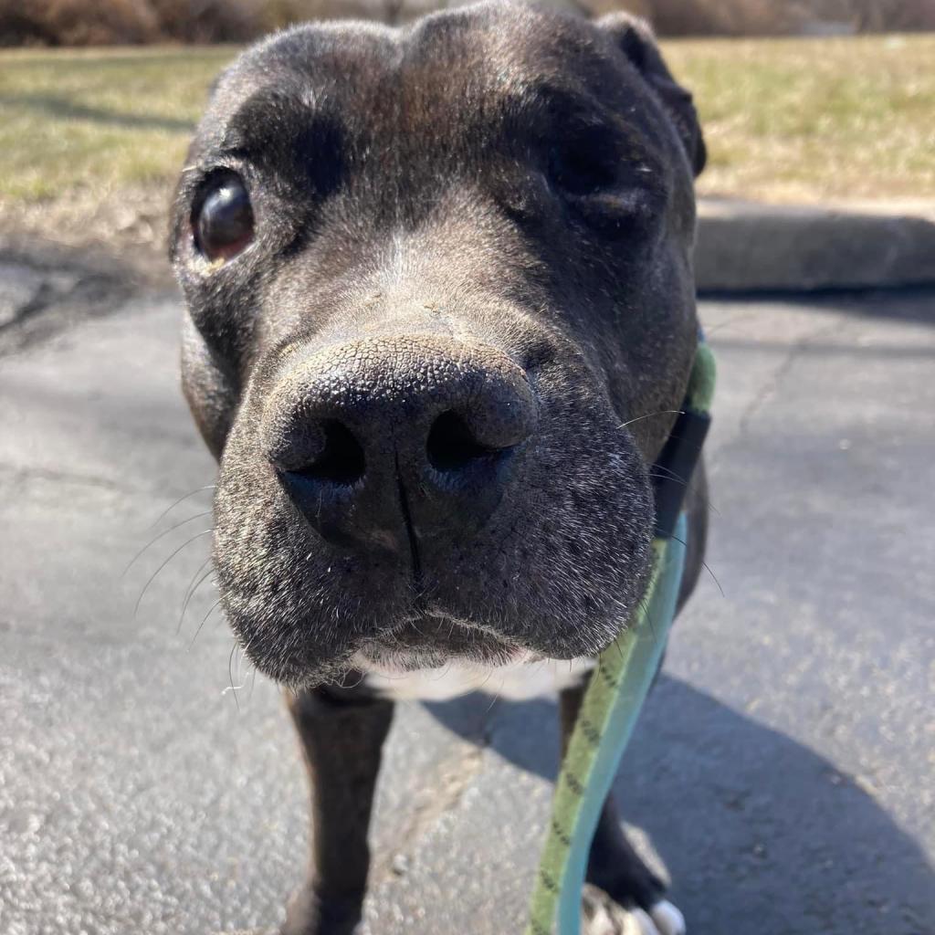 Duke, an adoptable Black Labrador Retriever, English Bulldog in Spring Hill, KS, 66083 | Photo Image 4