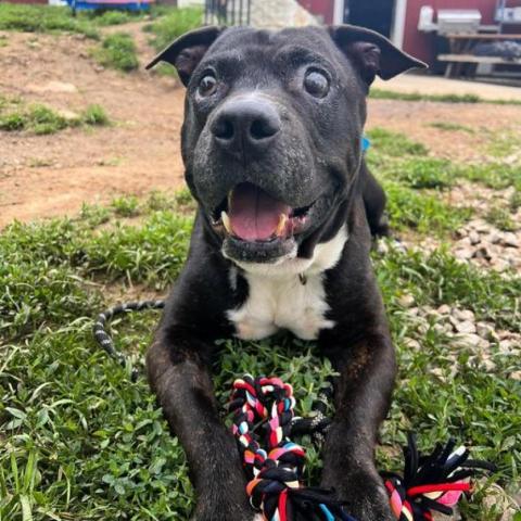 Duke, an adoptable Black Labrador Retriever, English Bulldog in Spring Hill, KS, 66083 | Photo Image 5