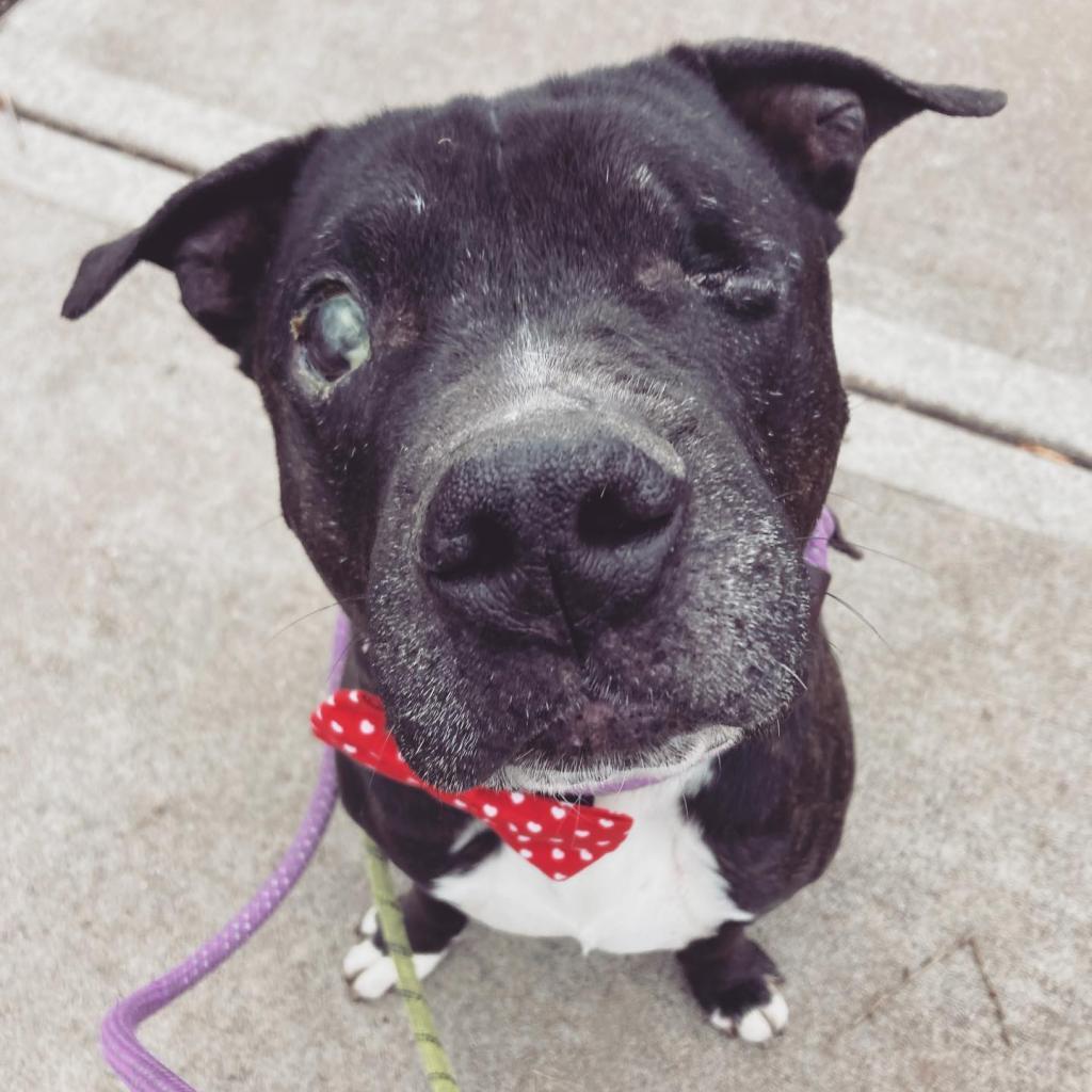 Duke, an adoptable Black Labrador Retriever, English Bulldog in Spring Hill, KS, 66083 | Photo Image 5