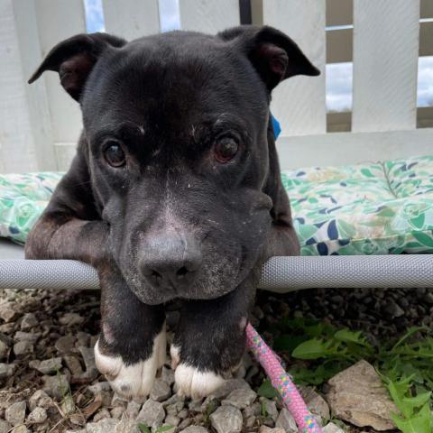 Duke, an adoptable Black Labrador Retriever, English Bulldog in Spring Hill, KS, 66083 | Photo Image 6