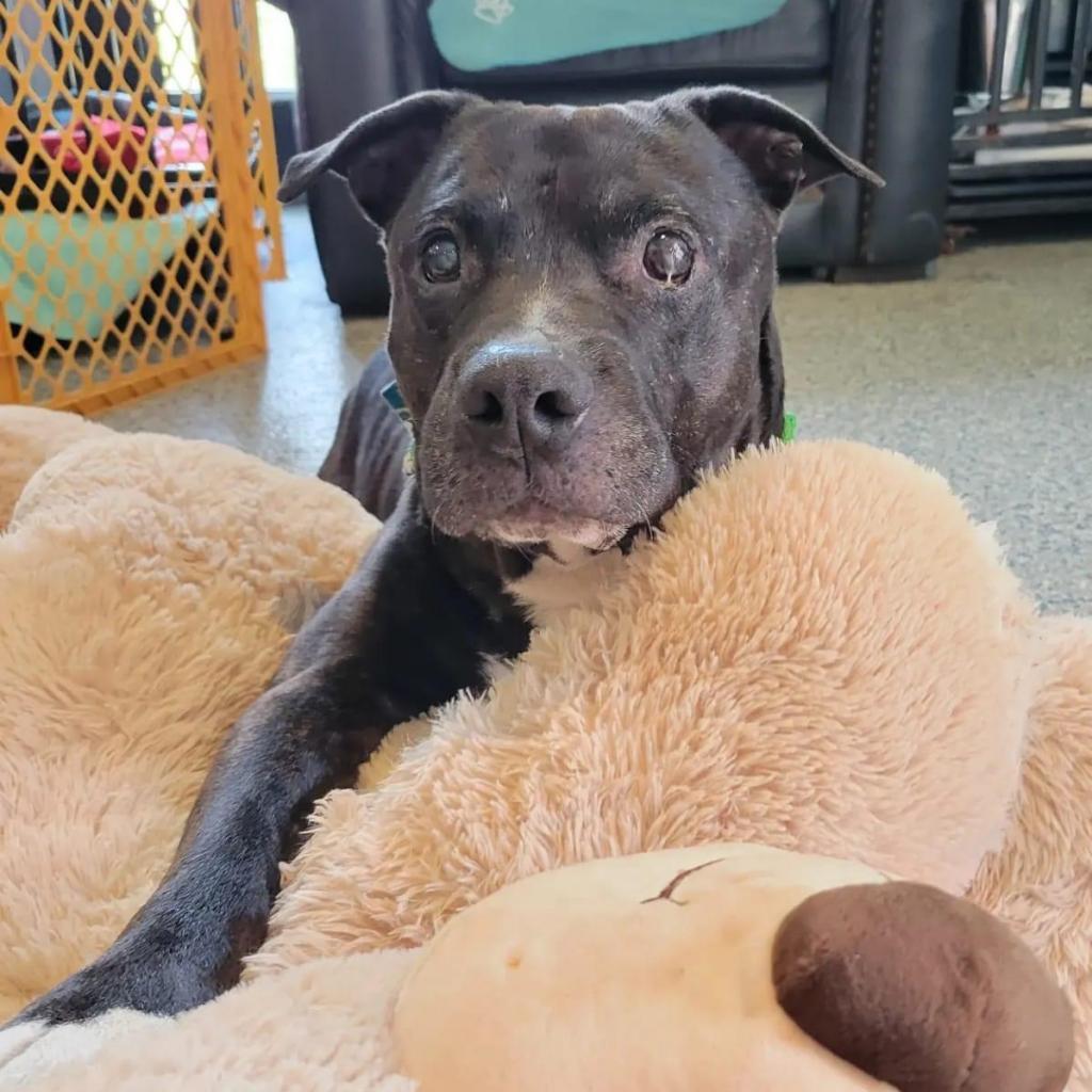 Duke, an adoptable Black Labrador Retriever, English Bulldog in Spring Hill, KS, 66083 | Photo Image 6