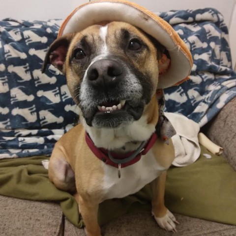 Bucky, an adoptable Boxer, Pit Bull Terrier in Spring Hill, KS, 66083 | Photo Image 1