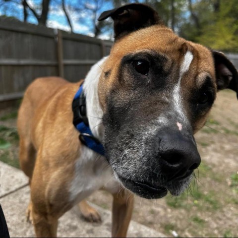 Bucky, an adoptable Boxer, Pit Bull Terrier in Spring Hill, KS, 66083 | Photo Image 2