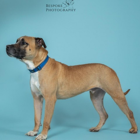 Bucky, an adoptable Boxer, Pit Bull Terrier in Spring Hill, KS, 66083 | Photo Image 3